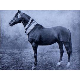 Elected, Champion Thoroughbred Stallion. Mr. A. J. Cotton