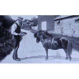 Haldor : Property of the Ladies Hope. First in Stallion Class at Park Royal