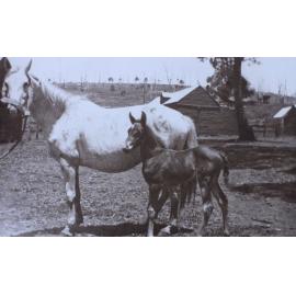 Horse and foal