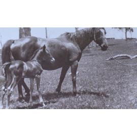 Horse and foal