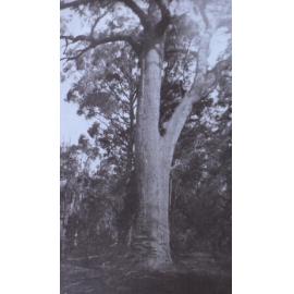 Large gum tree