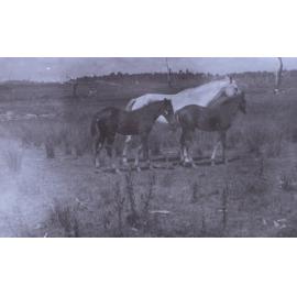 Horse and two foals in an open paddock