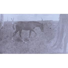 Foal in an open paddock