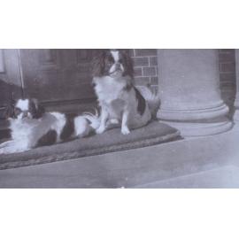 Two pet dogs on a mat