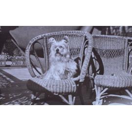 Pet dog on a cane chair