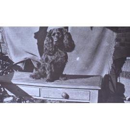 Pet spaniel dog on a table