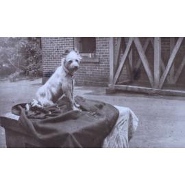 Pet dog on a blanket