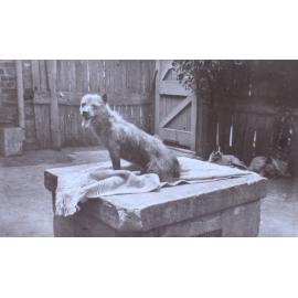 Pet dog on a blanket