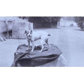 Pet dog on a blanket