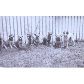Eight pet dogs