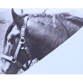 Head shot of a horse