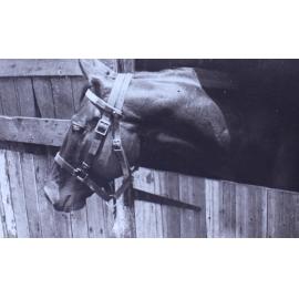 Head shot of a horse over the stable door