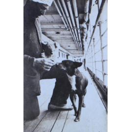 Crewman with dog and koala