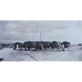 Small herd of camels with minders