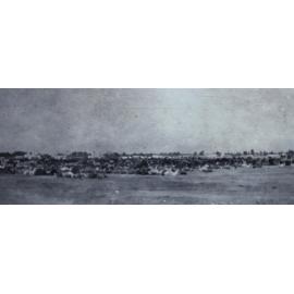 Large herd of camels