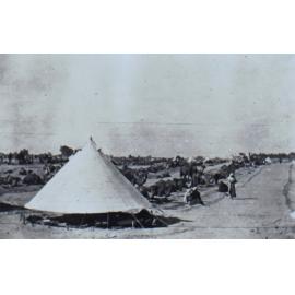 Herd of camels sitting behind a tent