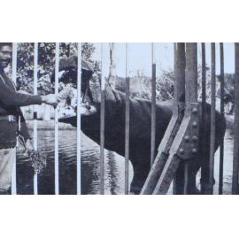Zoo keeper feeding a hippo