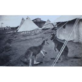 Two kangaroos outside tents