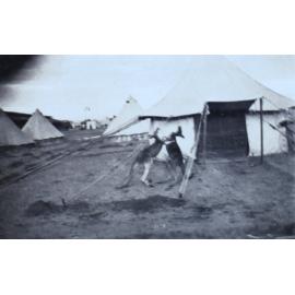 Two kangaroos fighting outside tents