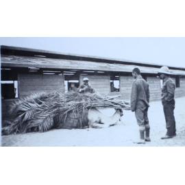 Soldiers with a camel laden with palm fronds outside a timber barrack