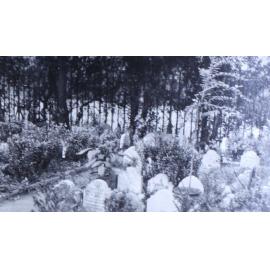 Dog Cemetery, Hyde Park 