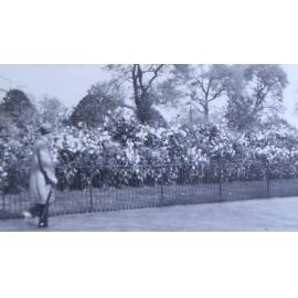 Dahlias, Hyde Park, Bayswater Rd 