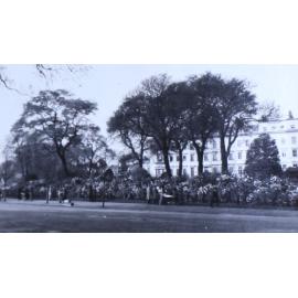 Dahlias, Hyde Park, Bayswater Rd 