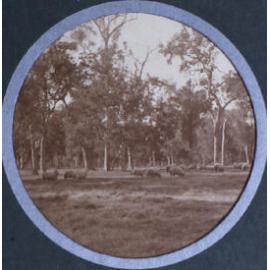 Sheep grazing in a paddock
