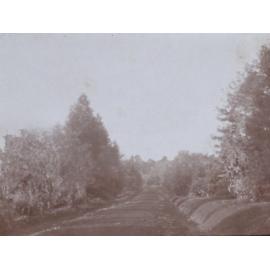 Roadway through a shrubbed area