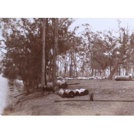 Sawn timber logs beside the river
