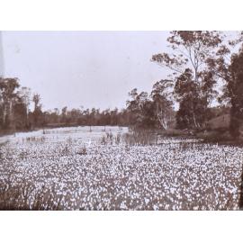 Flowers on the river