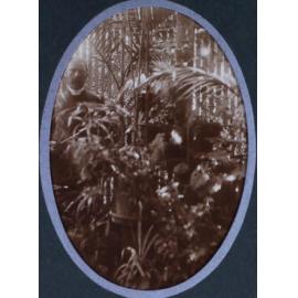 Unidentified man with ferns in a greenhouse