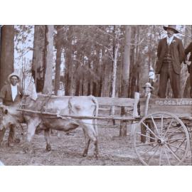Three men with a dray pulled by a steer