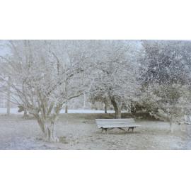 Lawn at Saumarez with tennis court in the background