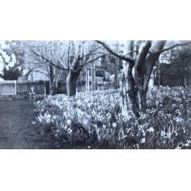 Spring garden at Saumarez with the house in the background