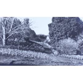 Garden near the tennis court, Saumarez homestead
