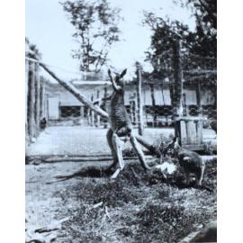 Pet kangaroos at Belltrees 