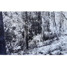 Two unidentified men standing in the bush