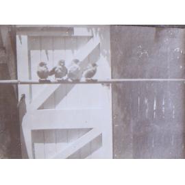 Four birds on a roost