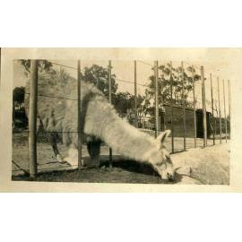 Kingsford Smith Photograph Album Image 3a