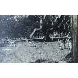 Deer Park New England University College, October 1940