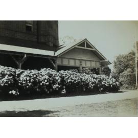 Hyderangeas along southern Verandah Booloominbah