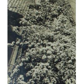 Yellow roses, Booloominbah gardens, NEUC, 1940