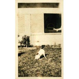 Kingsford Smith Album, unidentified dog