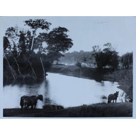 Wilson’s Creek at Coleman’s Point, Lismore