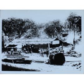 The Oaks Steam Sawmills and Timber Yard