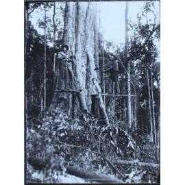 Timber workers felling giant tree, Richmond River district