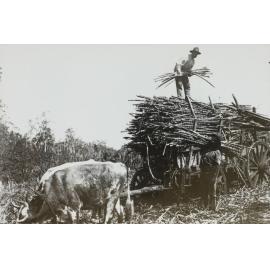 Sugar Cane on bullock dray, Richmond River, 1870s