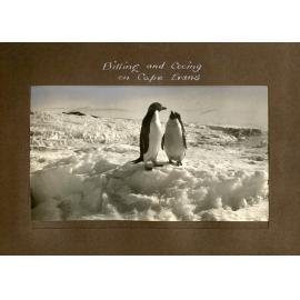 Billing and Cooing on Cape Evans