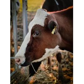 Dunghutti Country (Kempsey, NSW) by Melissa Freeman 